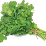 coriander